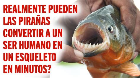 Realmente Pueden Las Pira As Convertir A Un Ser Humano En Unesqueleto