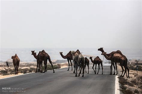 Mehr News Agency - Camels of Qeshm Island bathing in Strait of Hormuz