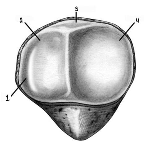 Anatomy Msk Knee Anatomy And Pathology Flashcards Quizlet