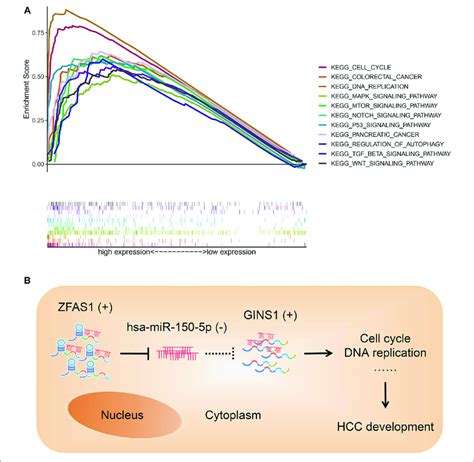 GSEA Analysis Of GINS1 A And Conceptual Map Of The Mechanism Of