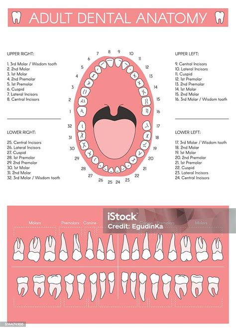 Ilustración De Diagrama Dental Adultos Diagrama De Dientes Humanos Y