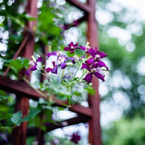 Clematis 'Sweet Summer Love' – Roots Plants