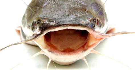 Catfish Teeth Discover The Full Story On Their Bite A Z Animals