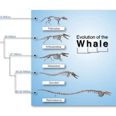 Evolution Of Whale