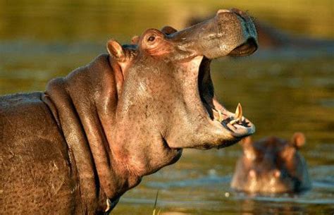Botswana's homicidal hippos - Telegraph