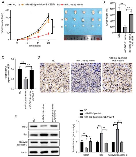 Microrna P Inhibits Osteosarcoma Development And Progression By