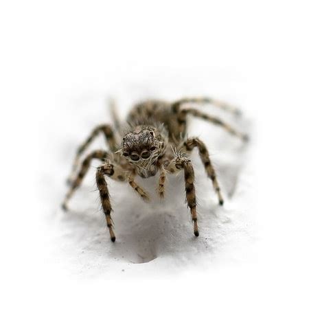 7 Ways to Get Rid of a Spider Infestation | Any Pest