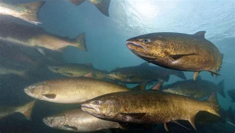 Report Says Dam Removal Key To Restoring Columbia River Salmon And