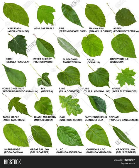 Top 101 Pictures Pictures Of Different Types Of Leaves And Their Names