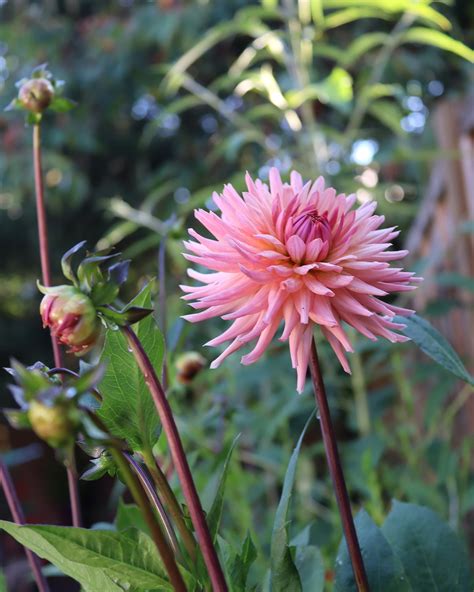 Dahlia Preference Tubers — Buy Online At Farmer Gracy Uk