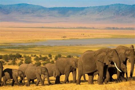 Ngorongoro Conservation Area A Complete Guide To Tanzanias Wildlife