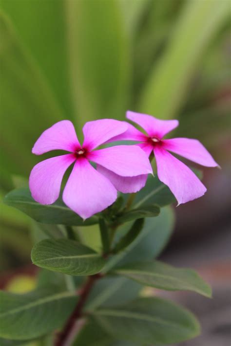 Vinca Annual Grow Guide Artofit