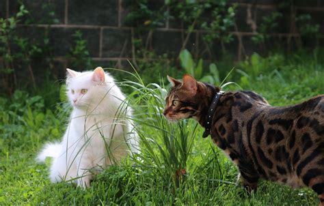 Bengal Cats: A Guide To The 50% Wild 50% Domestic Hybrid Cat Breed ...