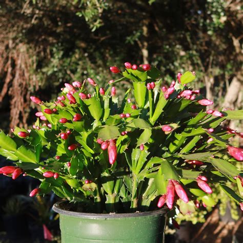 Buy Holiday Cactus Schlumbergera Online Red Flowers Planet Desert