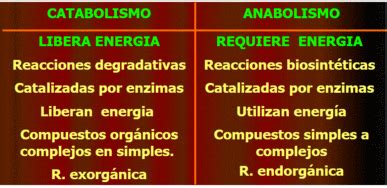 Cuadro Comparativo De Las Caracteristicas Del Anabolismo Y Catabolismo