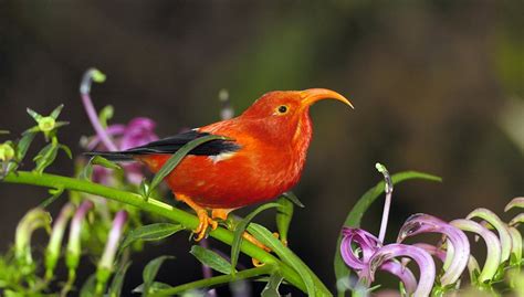 Celebrating our Hawaiian Honeycreepers — Hawaiʻi Land Trust