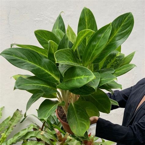 Aglaonema King of Siam M25 El rincón de Filomena