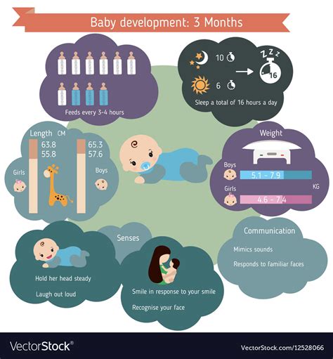 Child Development Infographics Royalty Free Vector Image