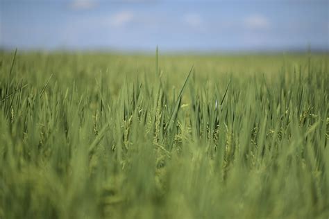 Puerto Rico Halla Un Motor De Crecimiento En La Agricultura