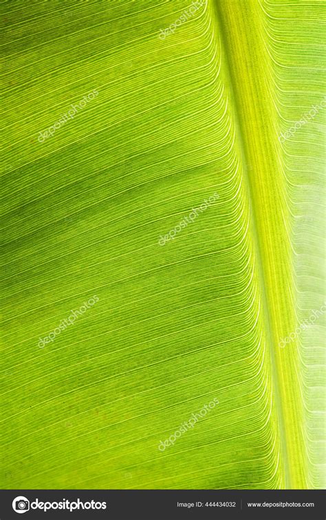 Close Macro View Fresh Green Bananas Leaf Texture Stock Photo