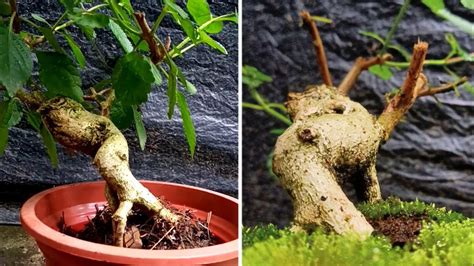 Ganti Pot Dan Media Tanam Mempercantik Tampilan Bonsai Youtube