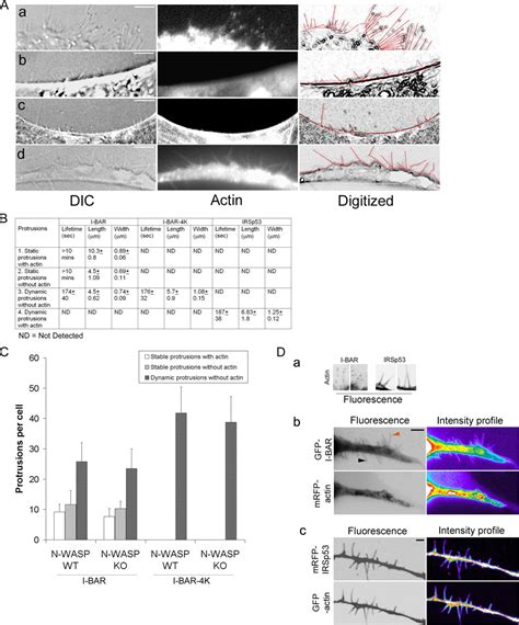 The Cdc Effector Irsp Generates Filopodia By Coupling Membrane