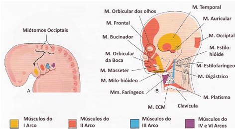 Faringe O Que é Embriologia E Anomalias Esofágicas Sanar Medicina