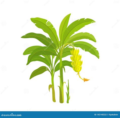 Banana Tree Bananas Palm Vector Illustration Plants Harvest Biology