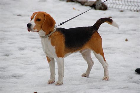 Best Boy Beagle Names | 1001doggy.com