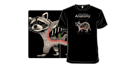 Anatomy of a Raccoon