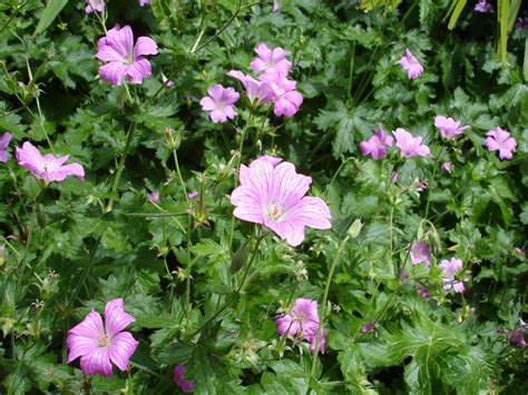 Geranium sanguineum 'striatum' - Riverside Garden Centre