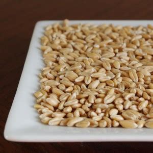 Spelt Wheat | Food Prepper