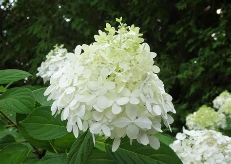 Limelight hydrangea