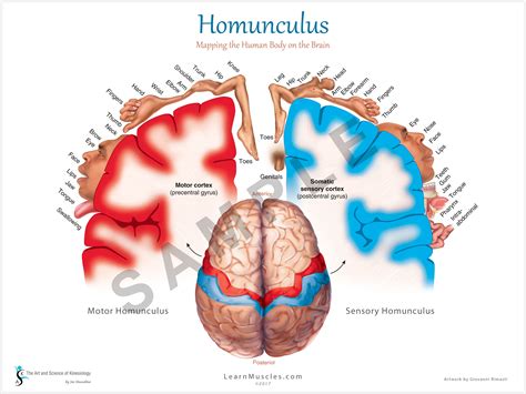 Homunculus 18 X 24 Premium Poster Learn Muscles