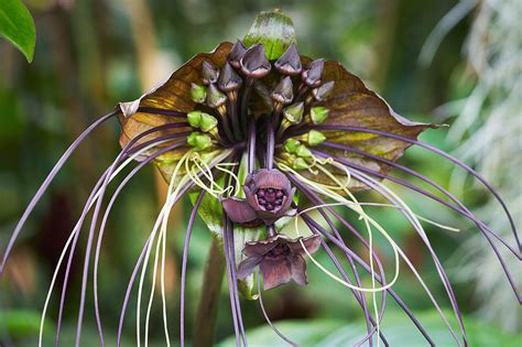 ugly flower tacca chantrieri  black bat flower image geoff mckay