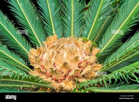 Feuille De Cycas Revoluta Banque De Photographies Et Dimages Haute