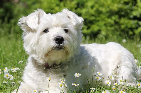 Cuanto Cuestan Los Cachorros Westie