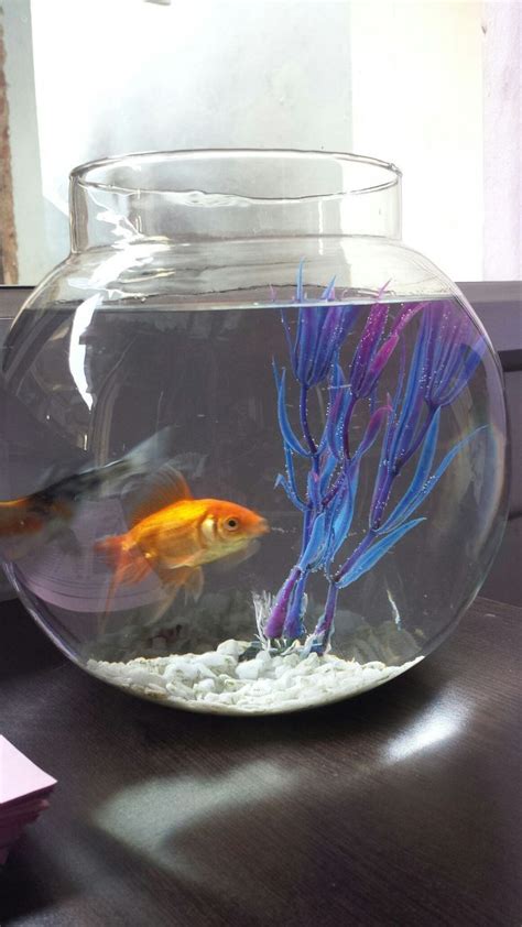 Fish Bowl Fish Bowl Ideas Terrarium Ideas Fish Taco Bowl Beta