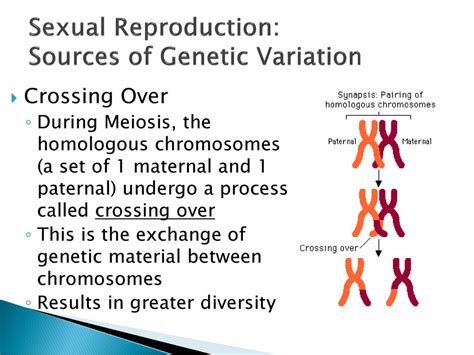 Sexual Reproduction And Genetics Ppt Download