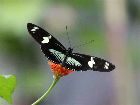 Heliconius Doris Ecos Del Bosque