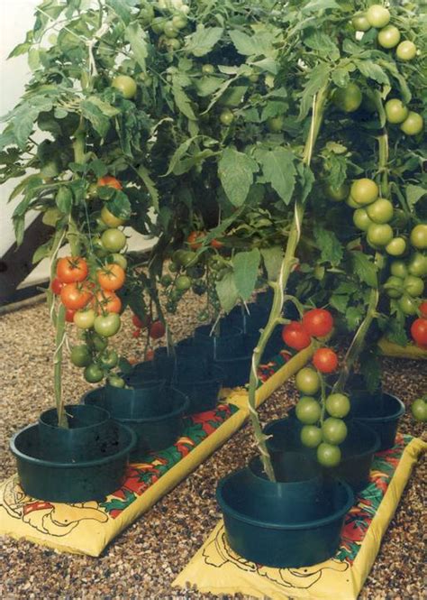 Top 10 Tomato Growing Tips