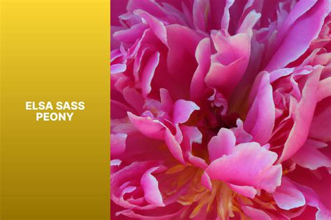 Elsa Sass Peony - The Green Thumb Chronicles: Cultivating a Garden Paradise