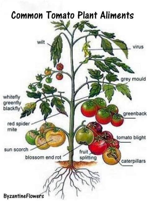 Now You Can Pin It!: Tomato Gardening Tips