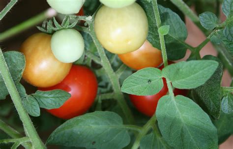 Tomato tree? | CAES Newswire