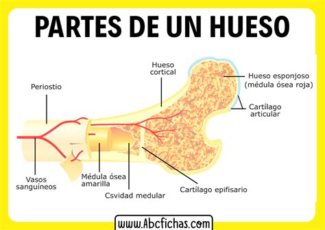 Anatomia De Un Hueso Abc Fichas The Best Porn Website