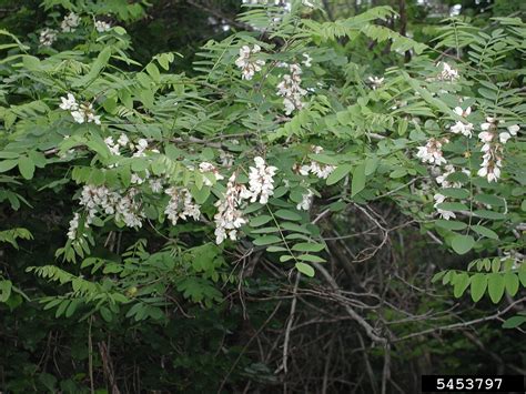 Black Locust Robinia Pseudoacacia