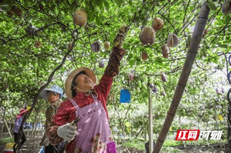 蓝山：八月瓜丰收上市种植公司鲜果