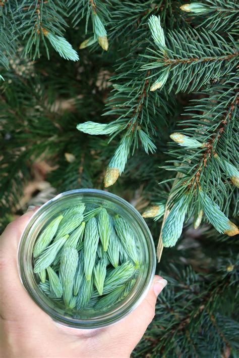 Spruce Tip Tea — Practical Self Reliance