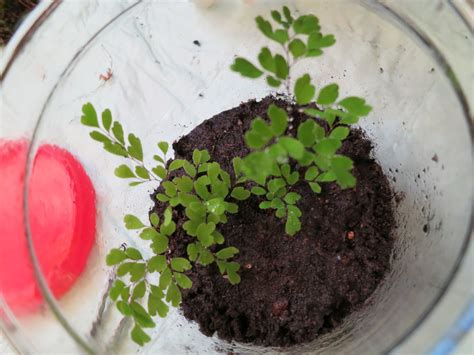 Закрытая экосистема. Инструкция. Моя версия | Пикабу