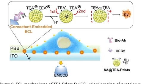 Recent Advances In Single Cell Analysis By Electrochemiluminescence